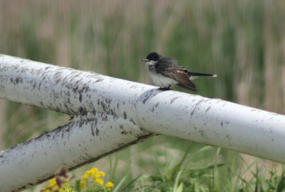 Eastern Kingbird - ML636917865