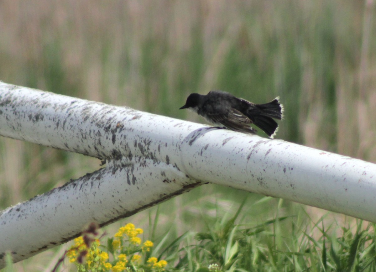 Eastern Kingbird - ML636917878