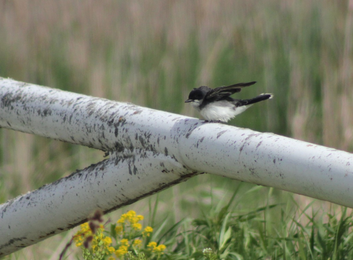 Eastern Kingbird - ML636917884