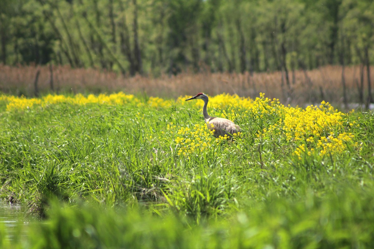 Sandhill Crane - ML636917893
