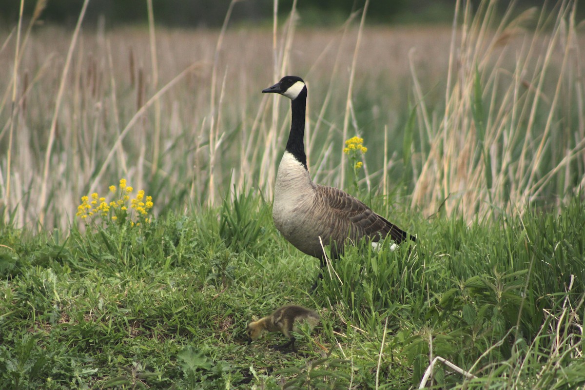 Canada Goose - ML636917918