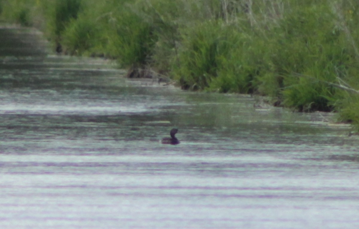 Pied-billed Grebe - ML636917933