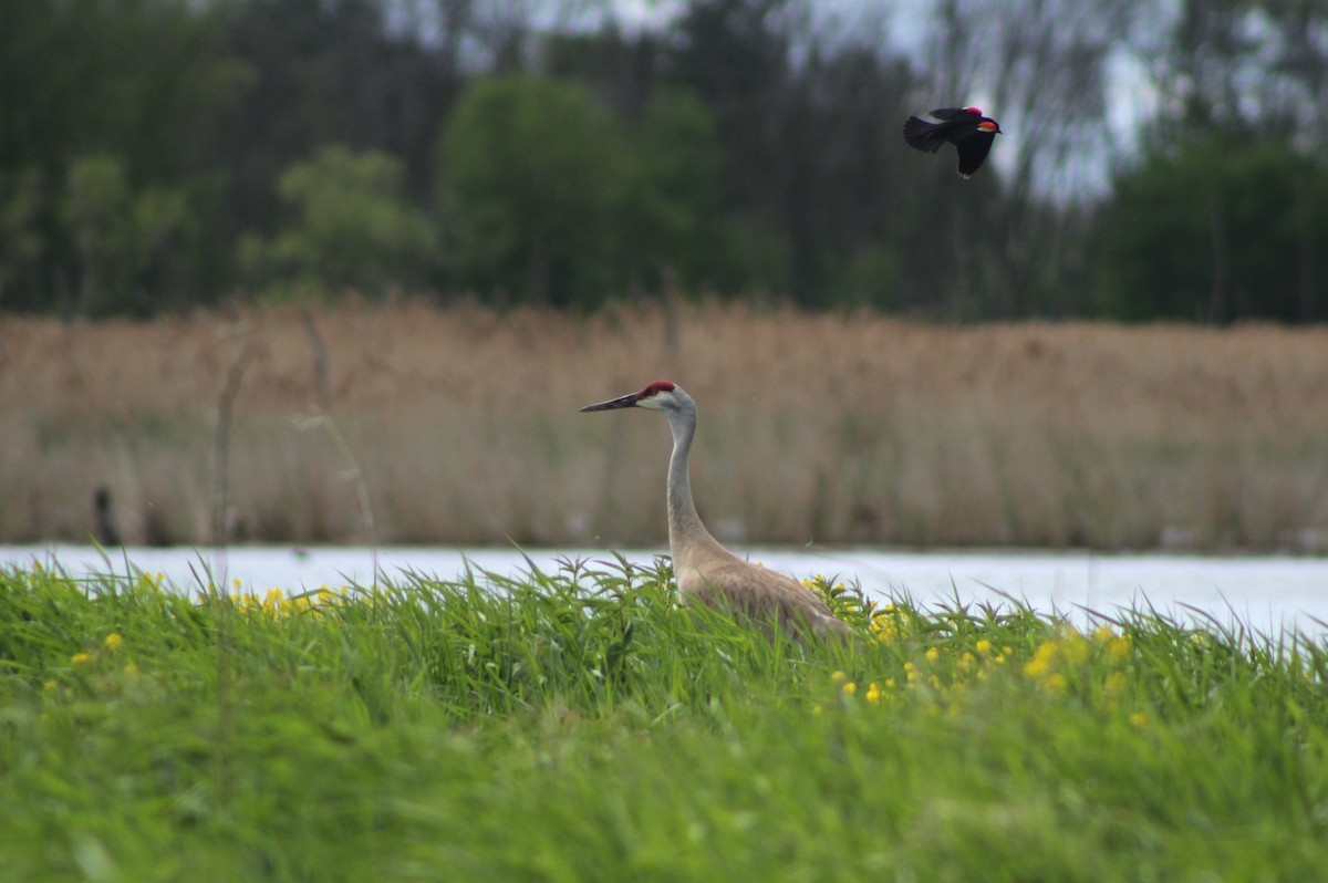 Sandhill Crane - ML636917953