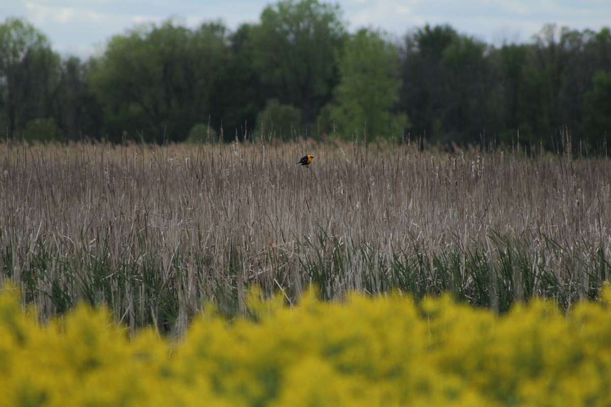 Yellow-headed Blackbird - ML636917982