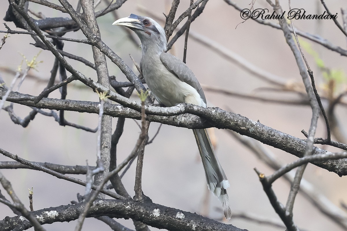 Indian Gray Hornbill - ML636917986