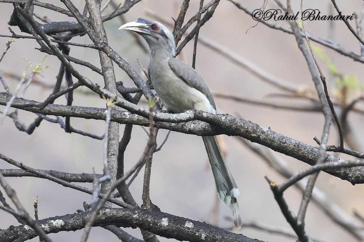 Indian Gray Hornbill - ML636917988