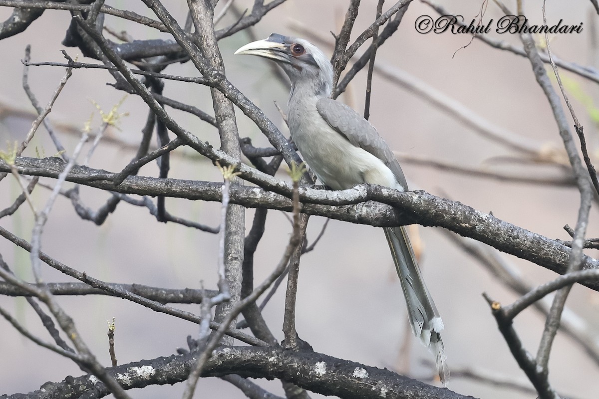 Indian Gray Hornbill - ML636917989