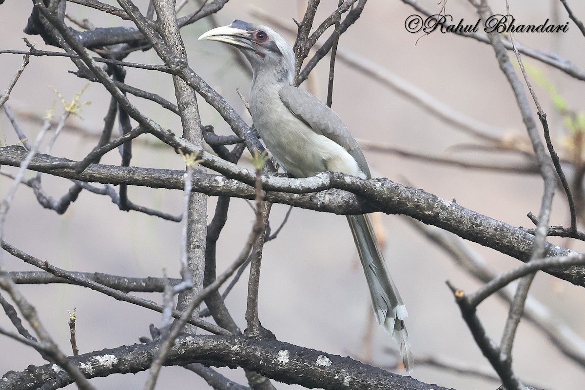 Indian Gray Hornbill - ML636917990