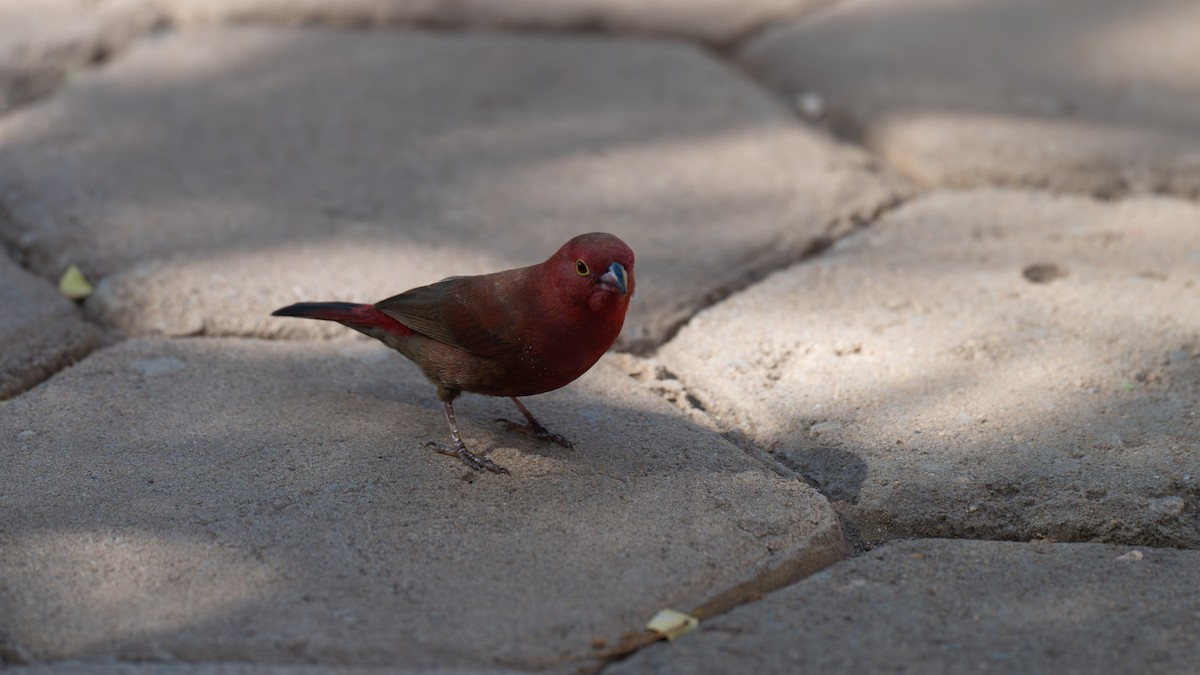 African Firefinch - ML636918017