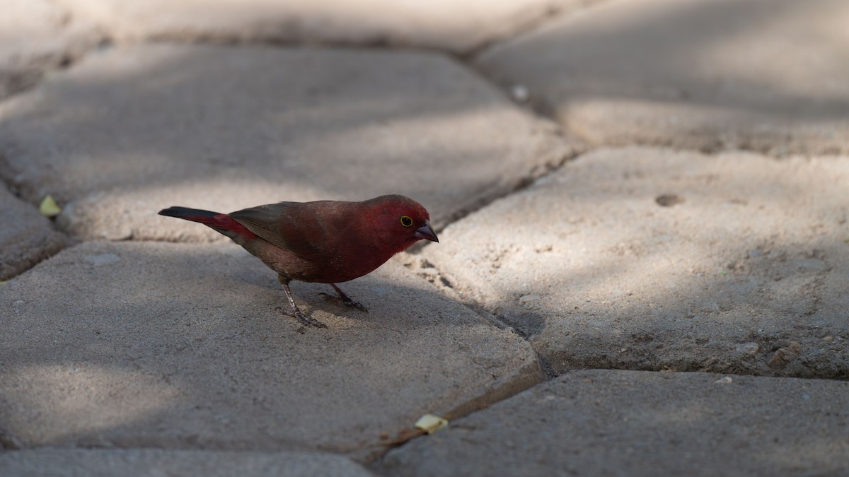African Firefinch - ML636918018
