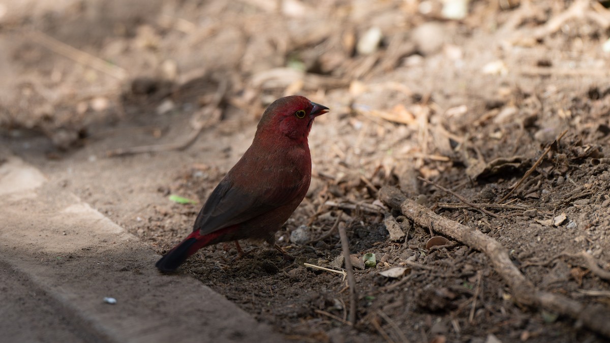African Firefinch - ML636918031