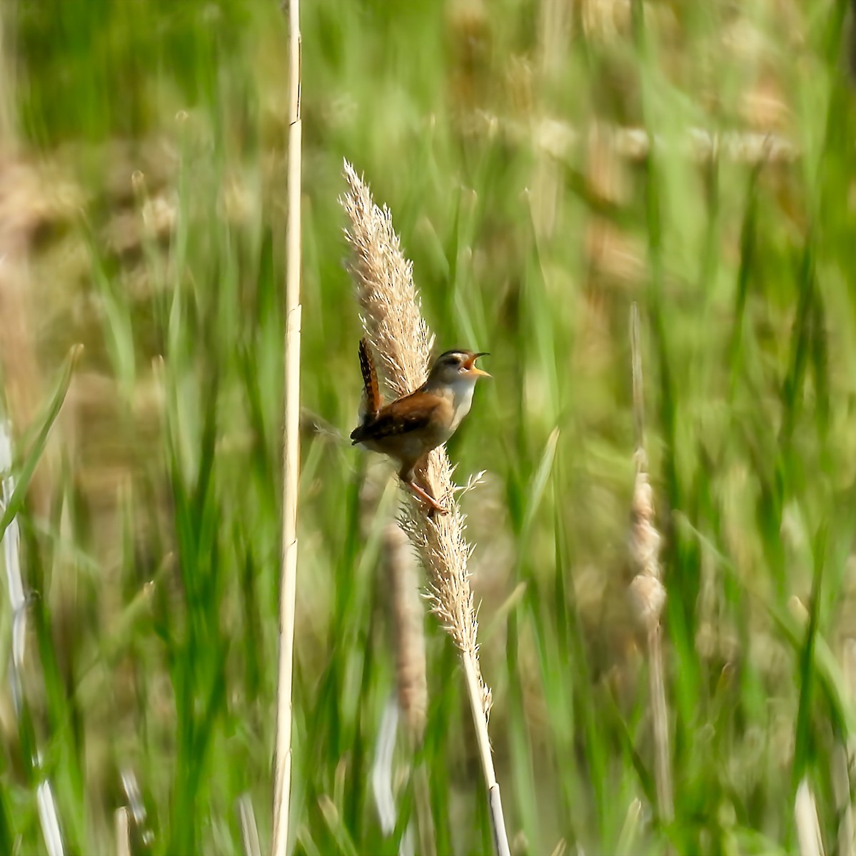 Marsh Wren - ML636918040