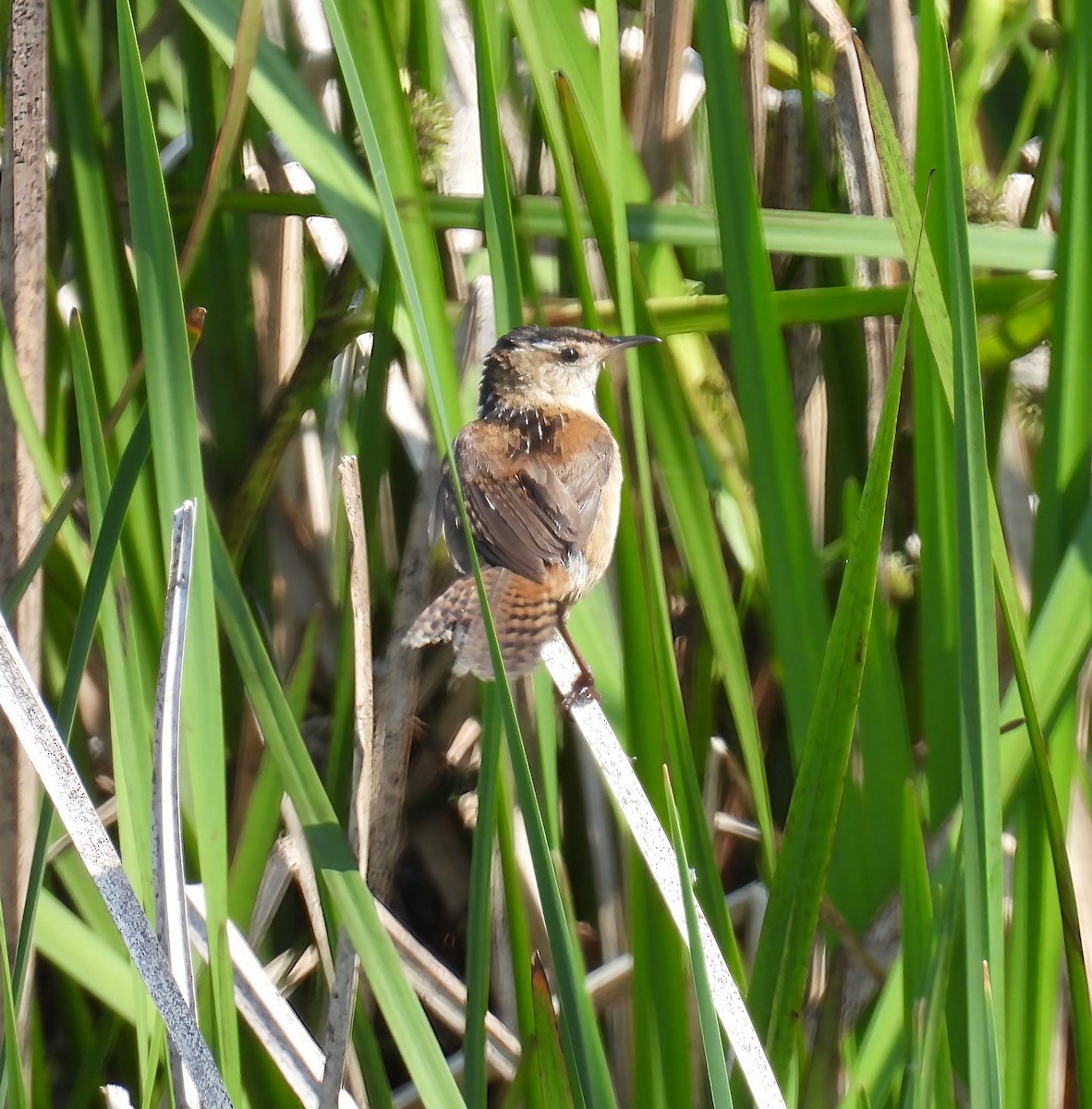 Marsh Wren - ML636918041