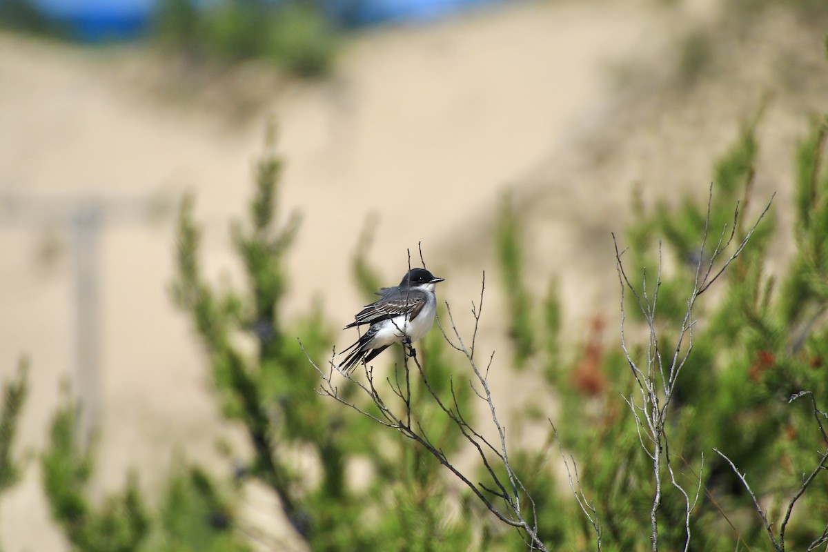 Eastern Kingbird - ML636918068