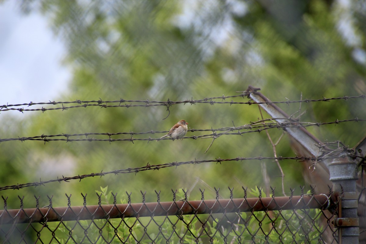 Field Sparrow - ML636918071