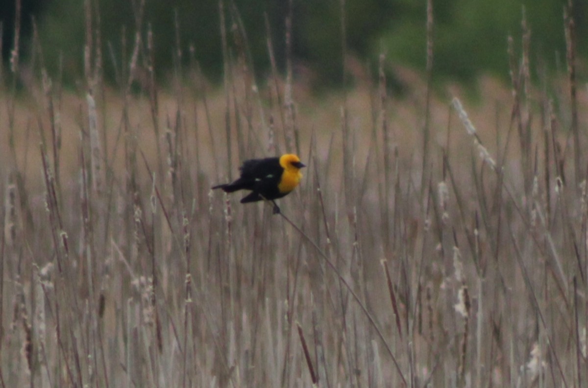 Yellow-headed Blackbird - ML636918105