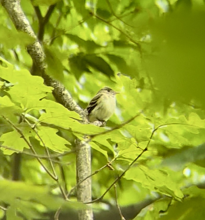 Acadian Flycatcher - ML636918160