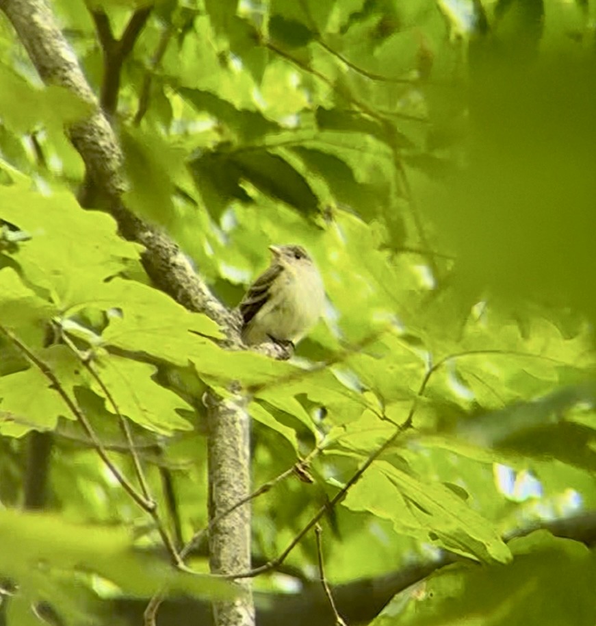 Acadian Flycatcher - ML636918161