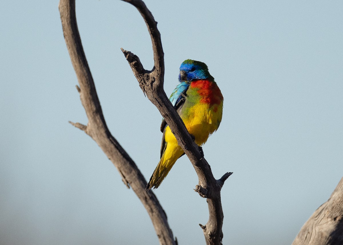 Scarlet-chested Parrot - ML636918268