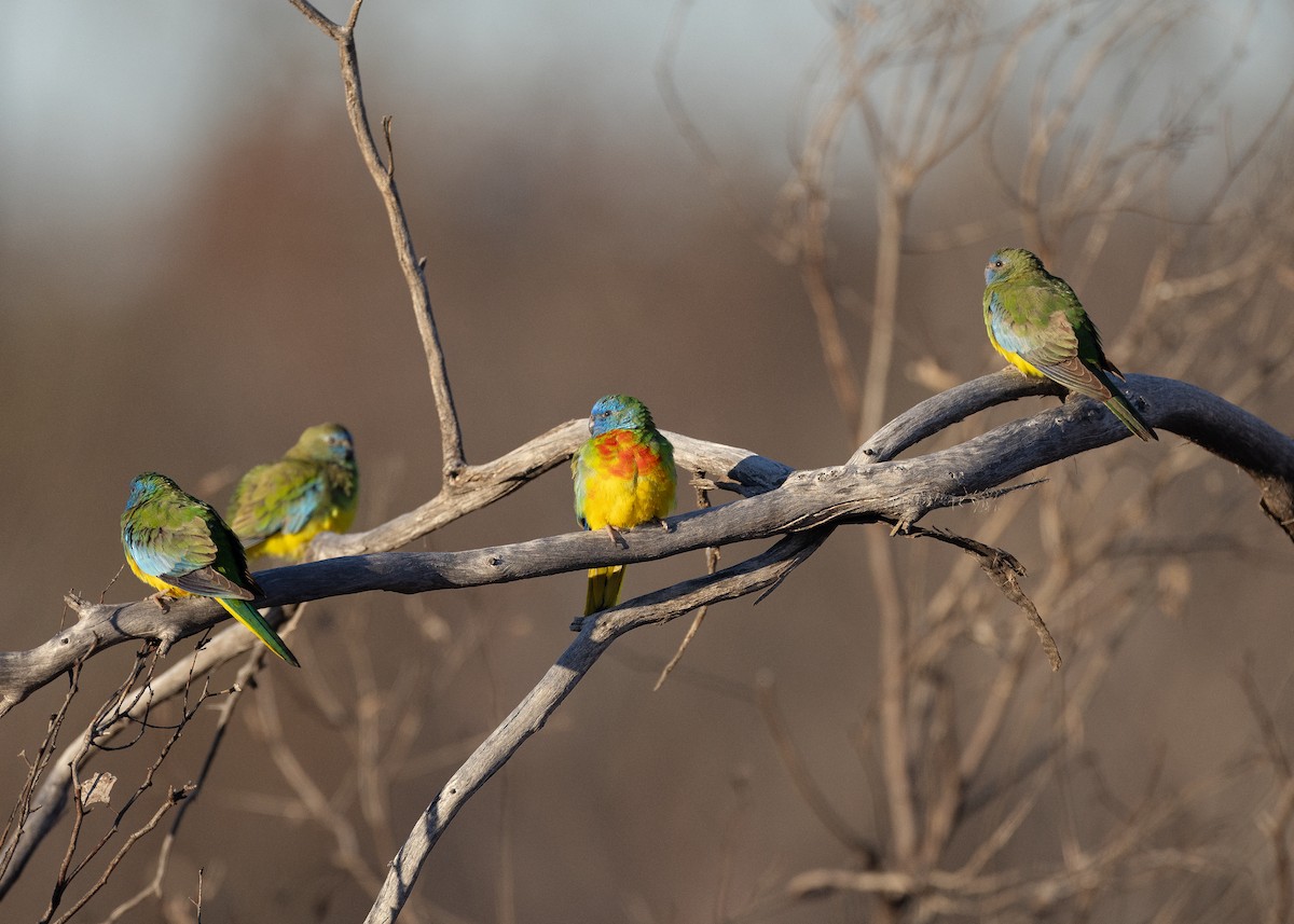 Scarlet-chested Parrot - ML636918269