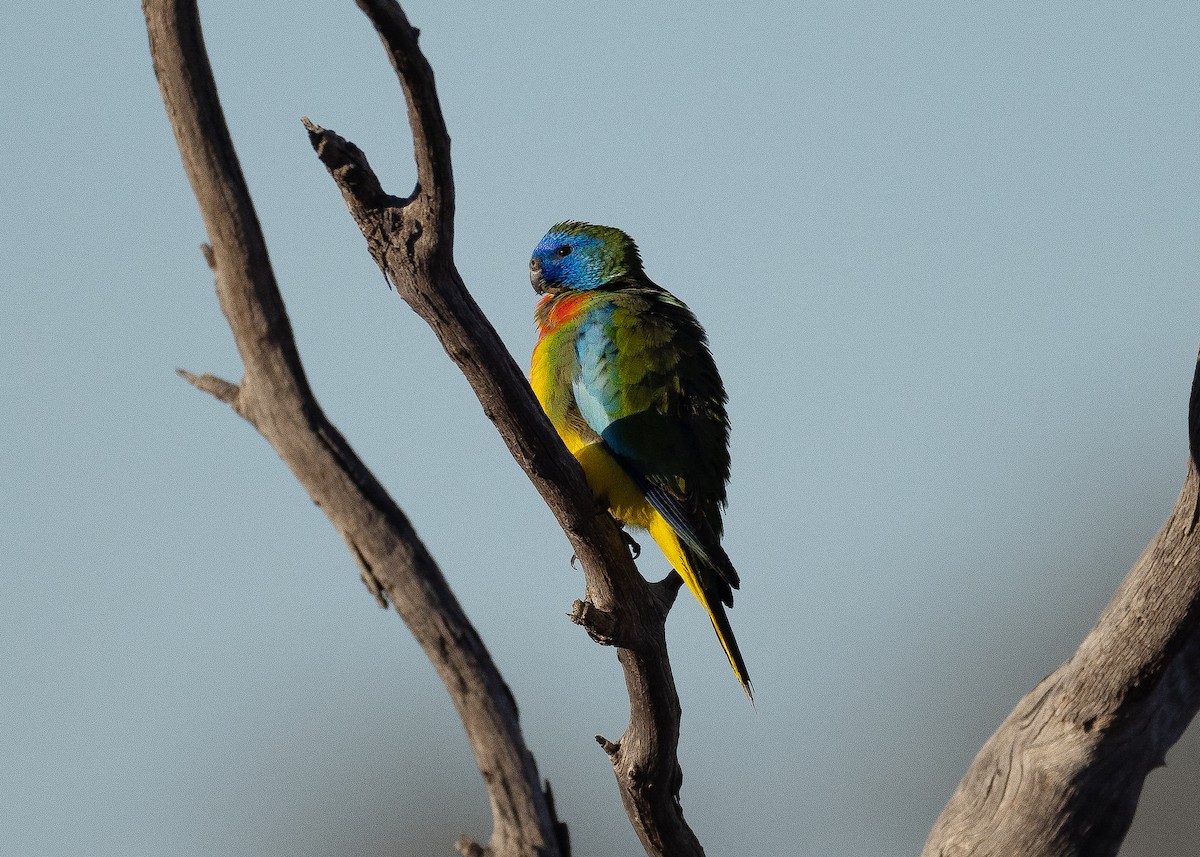Scarlet-chested Parrot - ML636918273