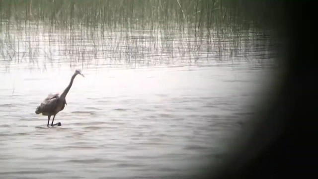 volavka červenavá - ML636918305