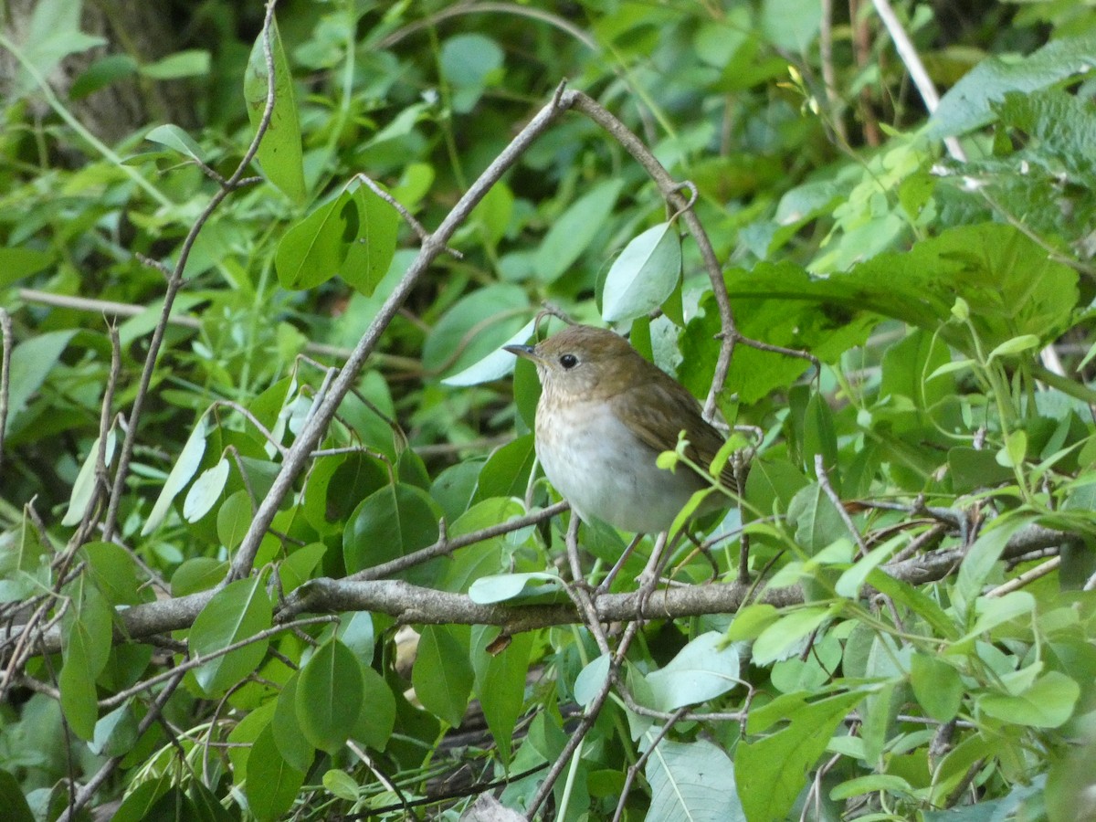 Veery - ML636918488