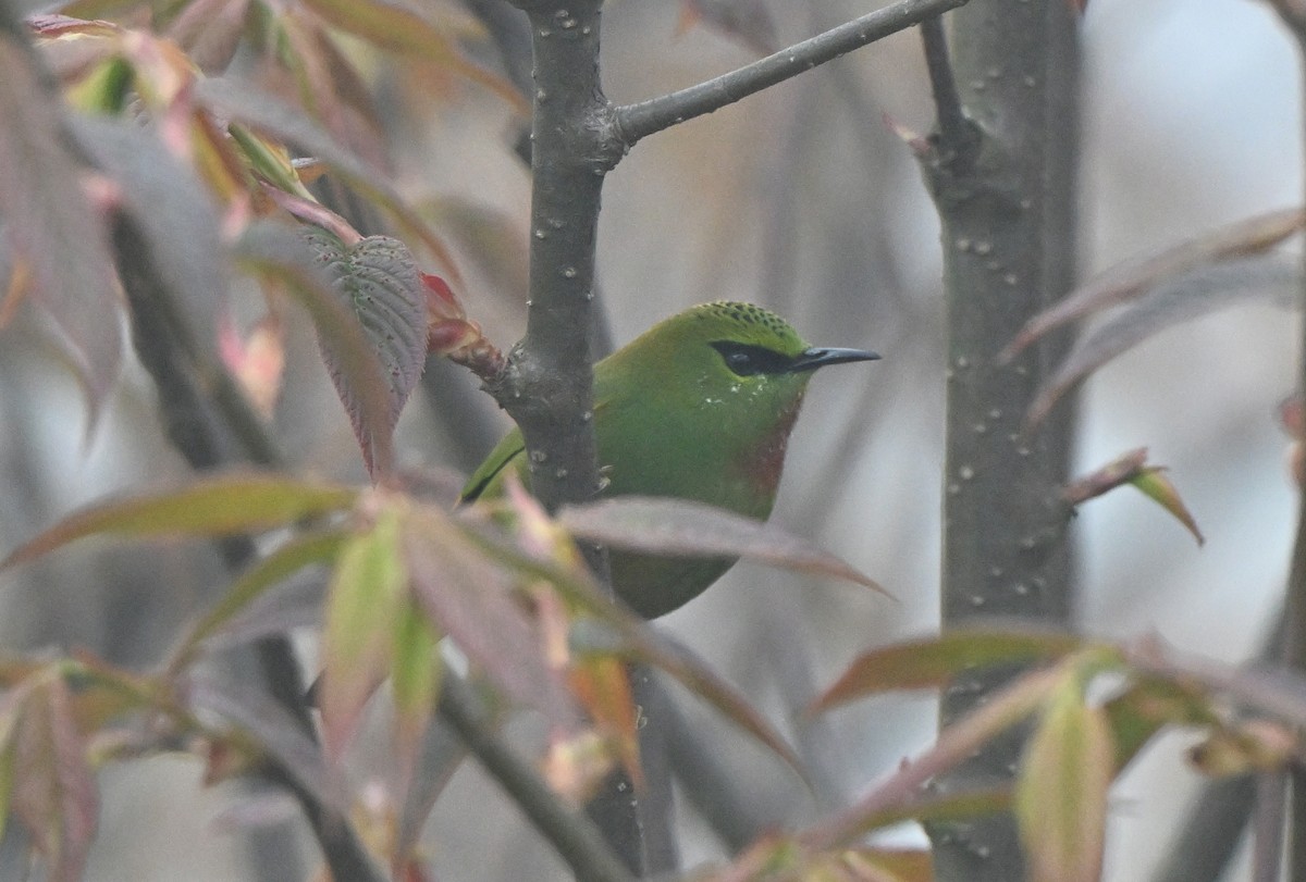 Fire-tailed Myzornis - ML636918516