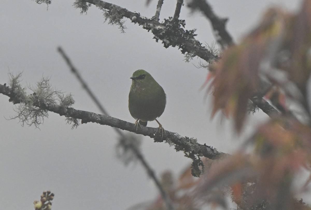 Fire-tailed Myzornis - ML636918517