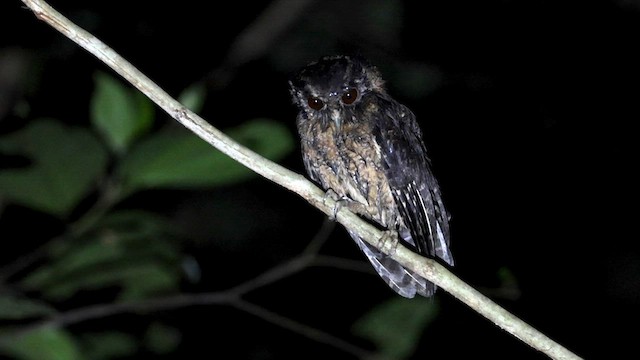 Tawny-bellied Screech-Owl (Austral) - ML636918624