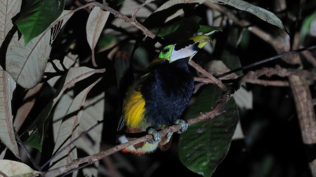 Gould's Toucanet - ML636918645