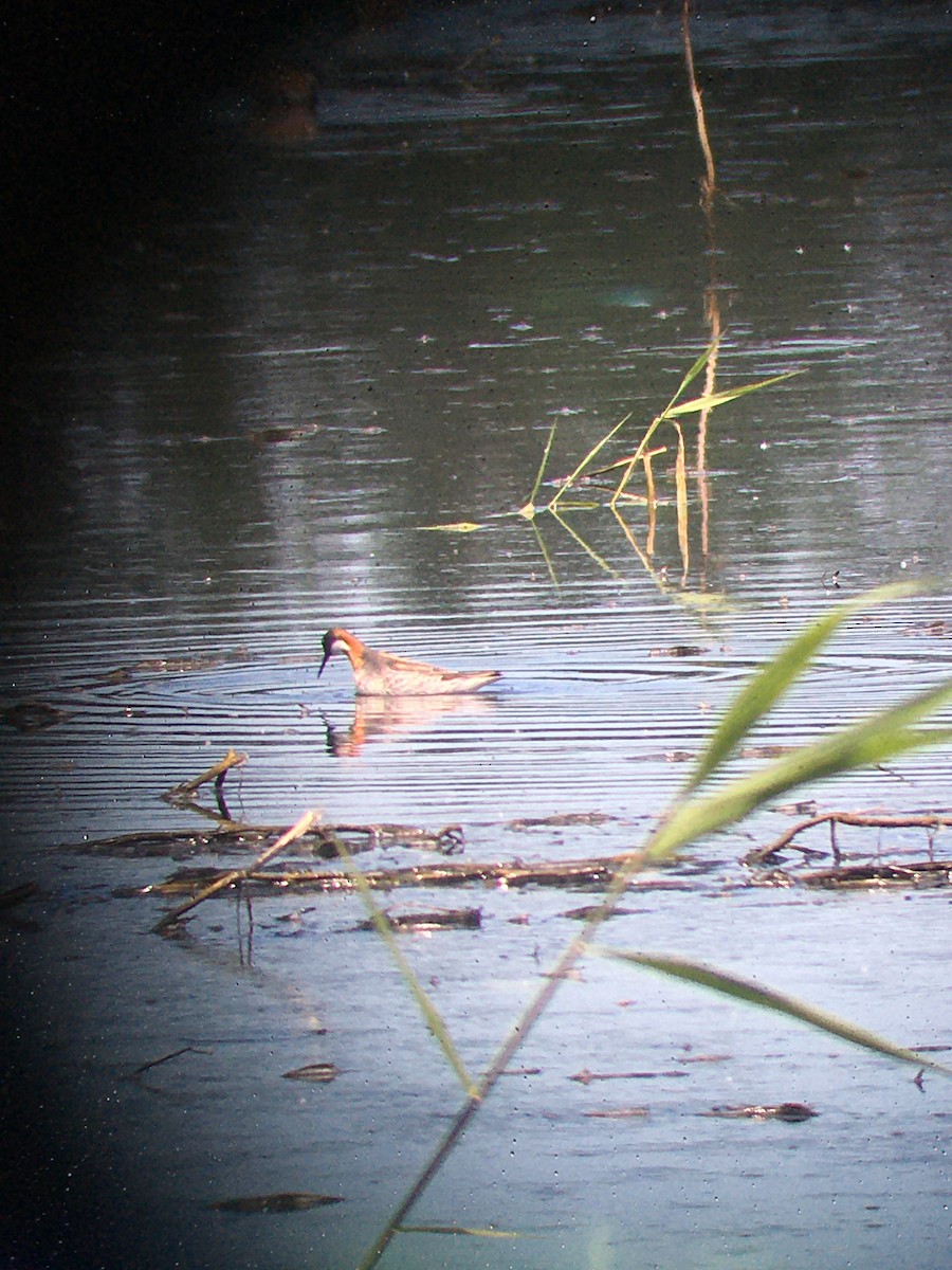 Red-necked Phalarope - ML636918658