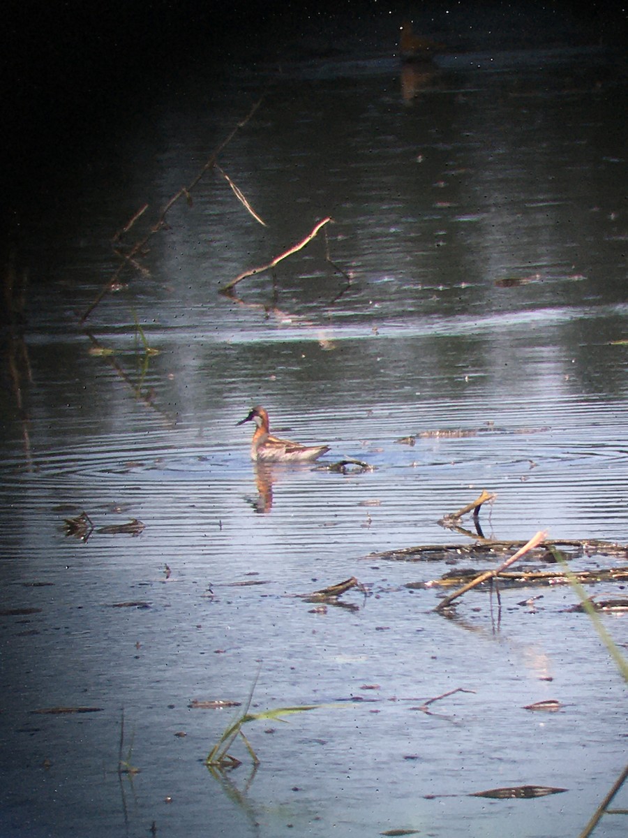 Red-necked Phalarope - ML636918659