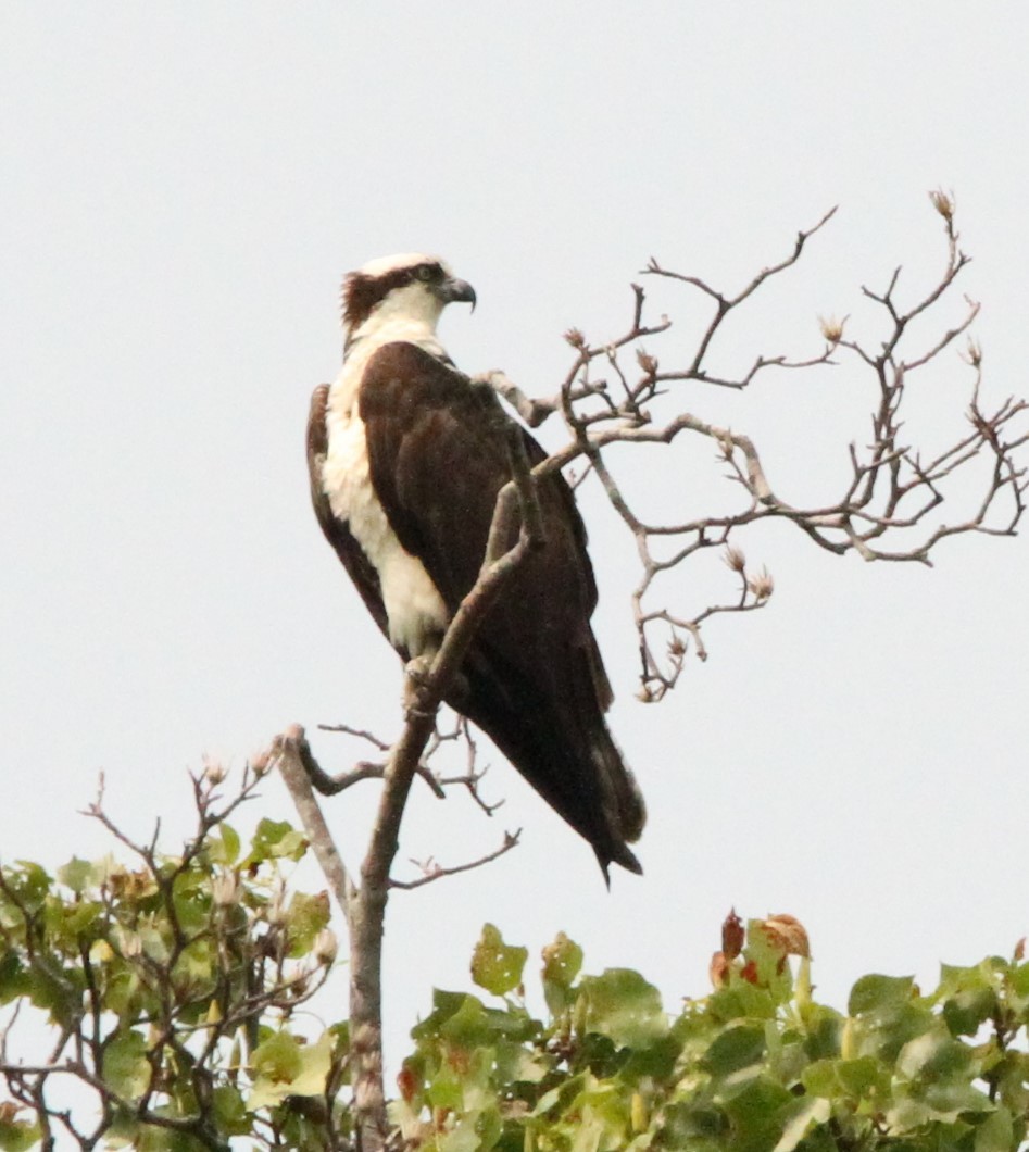 Osprey - ML636918851