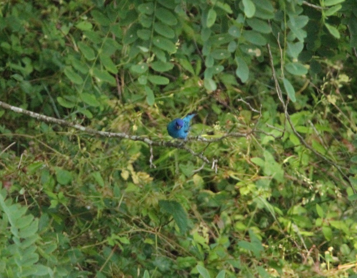 Indigo Bunting - ML636918880