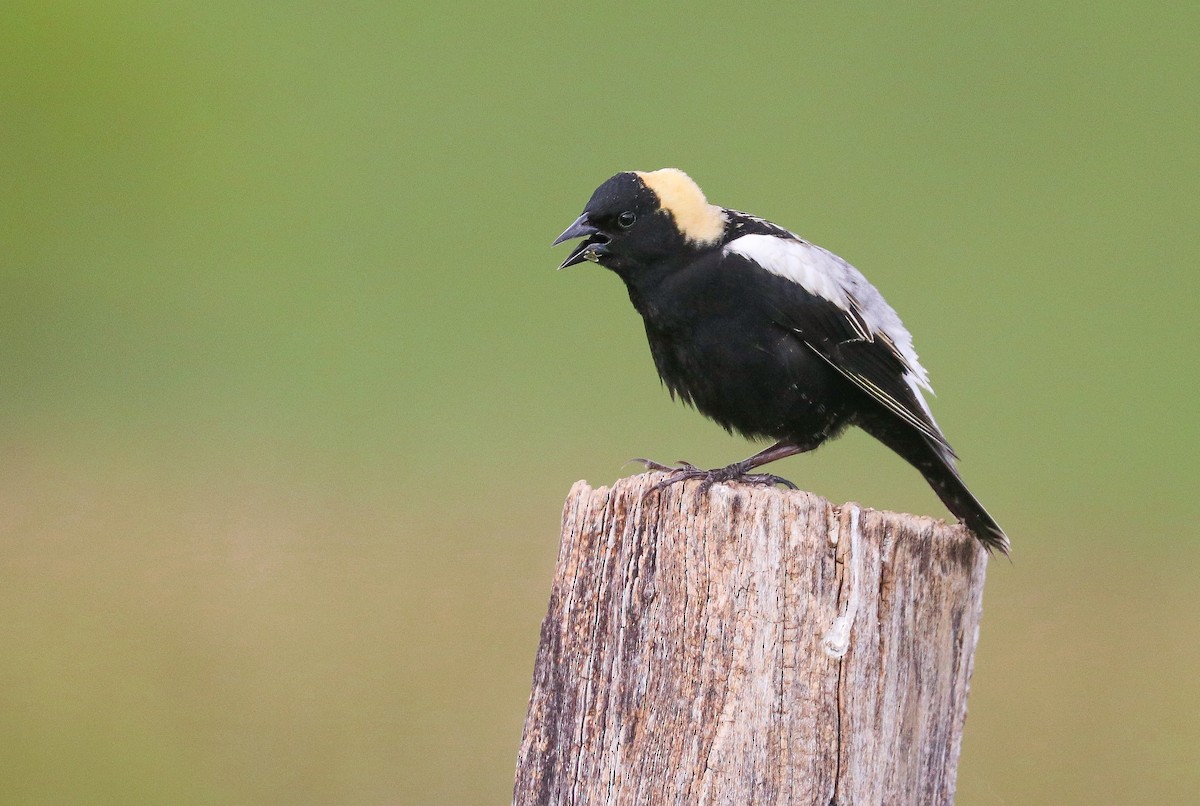 Bobolink - ML636918894