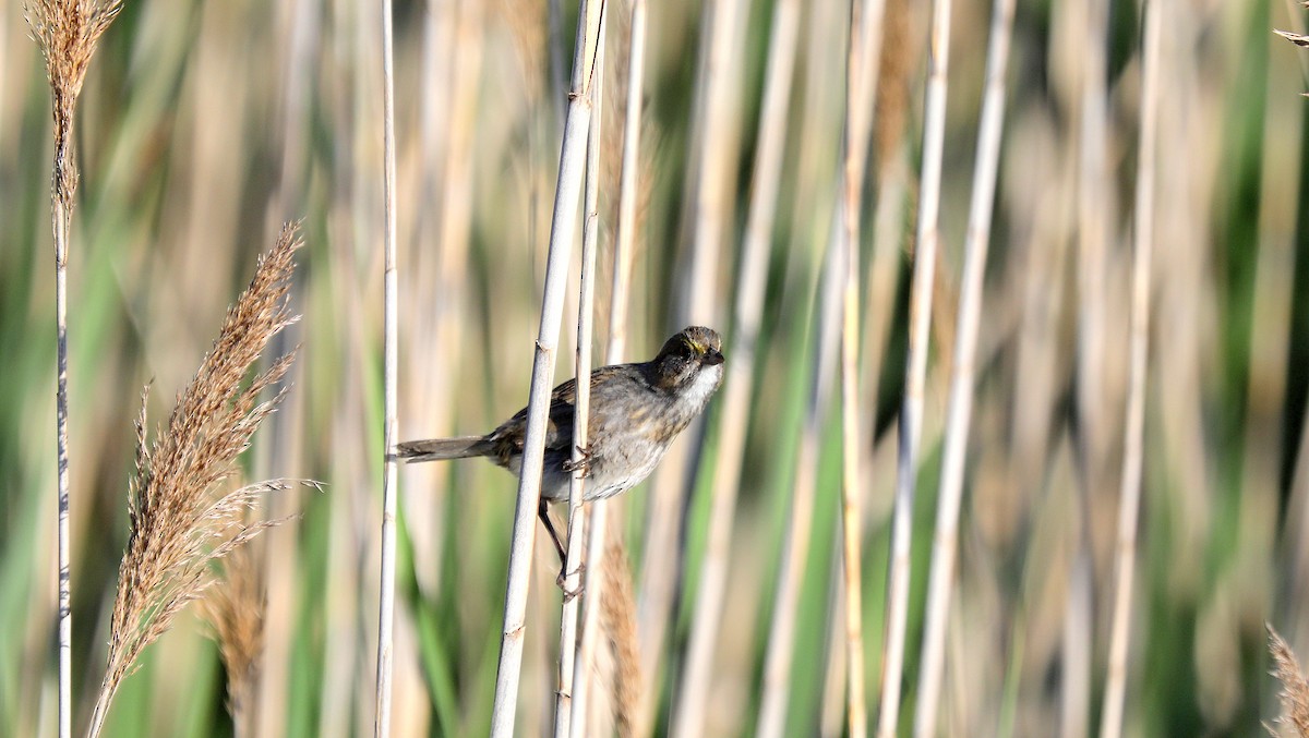 Seaside Sparrow - ML636918945