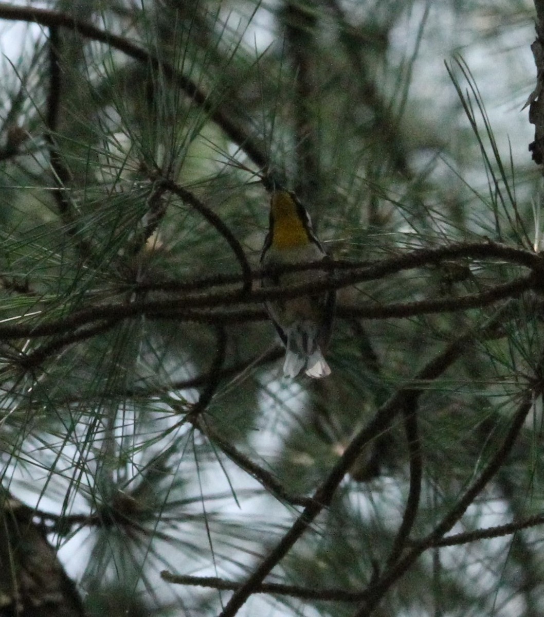 Yellow-throated Warbler - ML636918994
