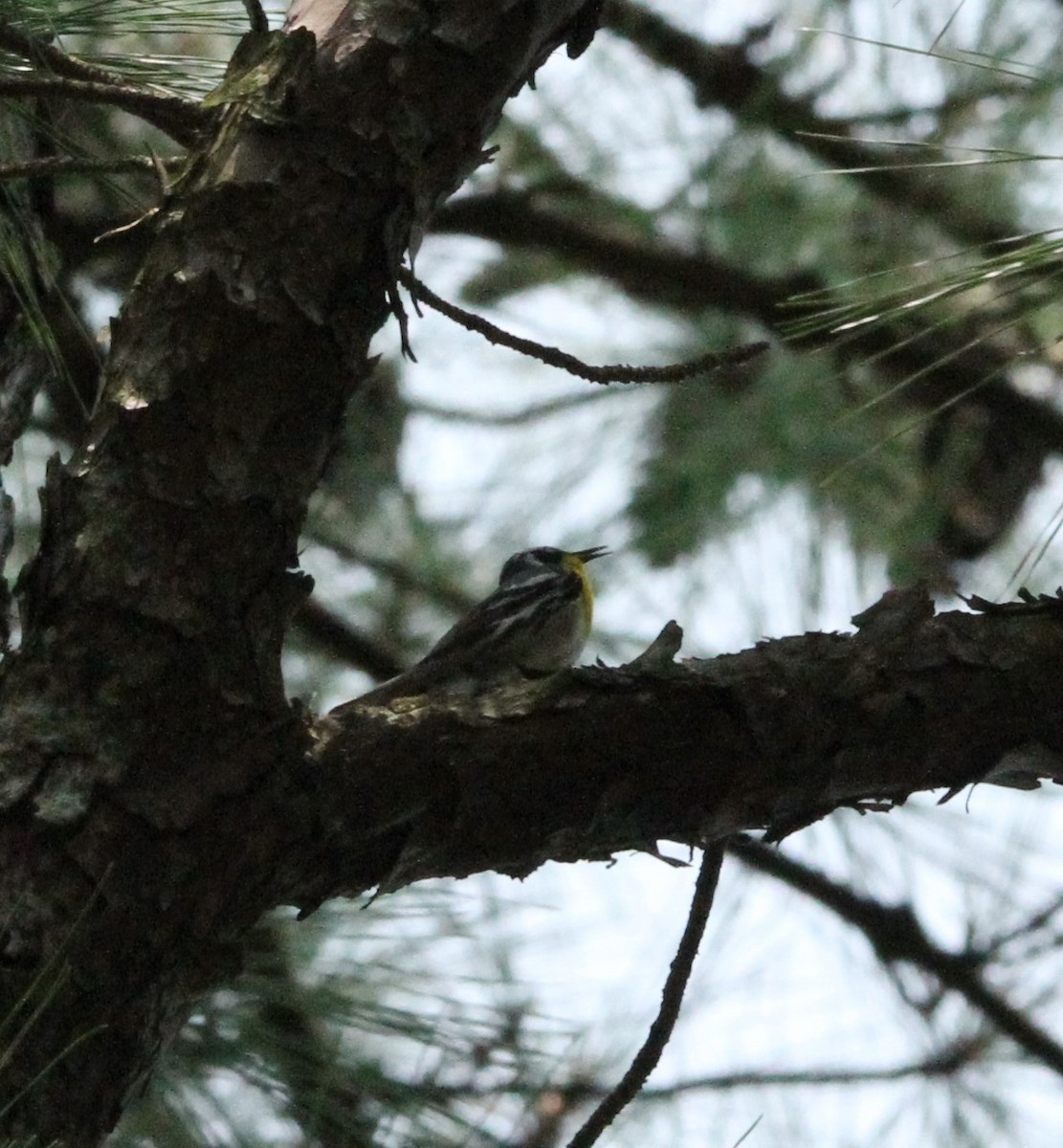 Yellow-throated Warbler - ML636918995