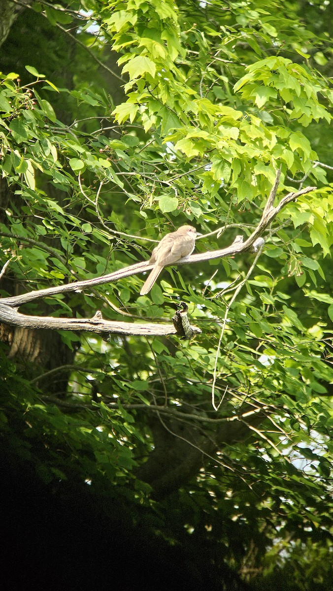 Black-billed Cuckoo - ML636919031
