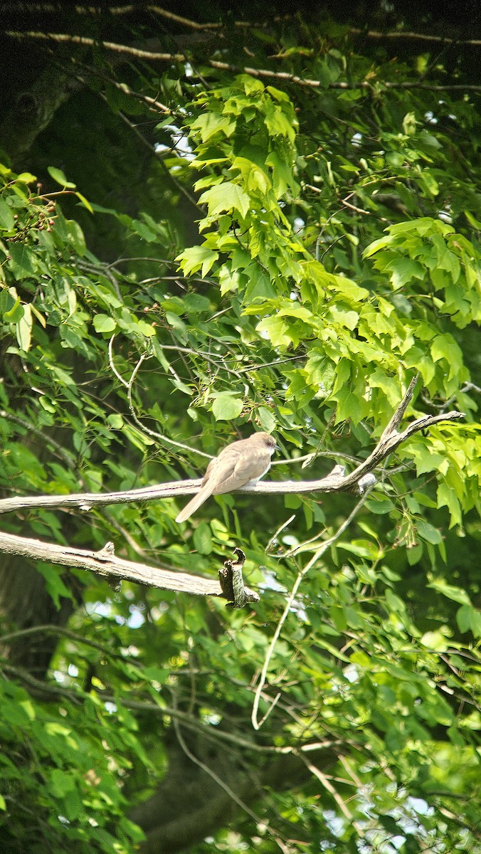 Black-billed Cuckoo - ML636919064