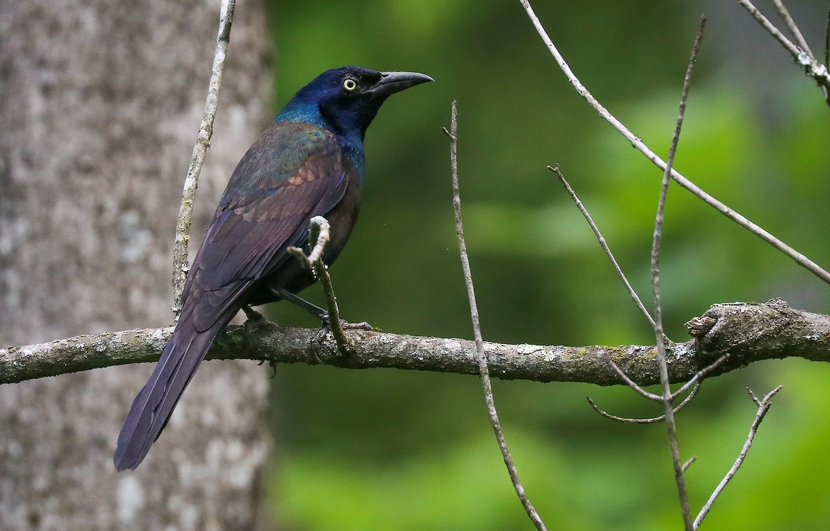 Common Grackle - ML636919155