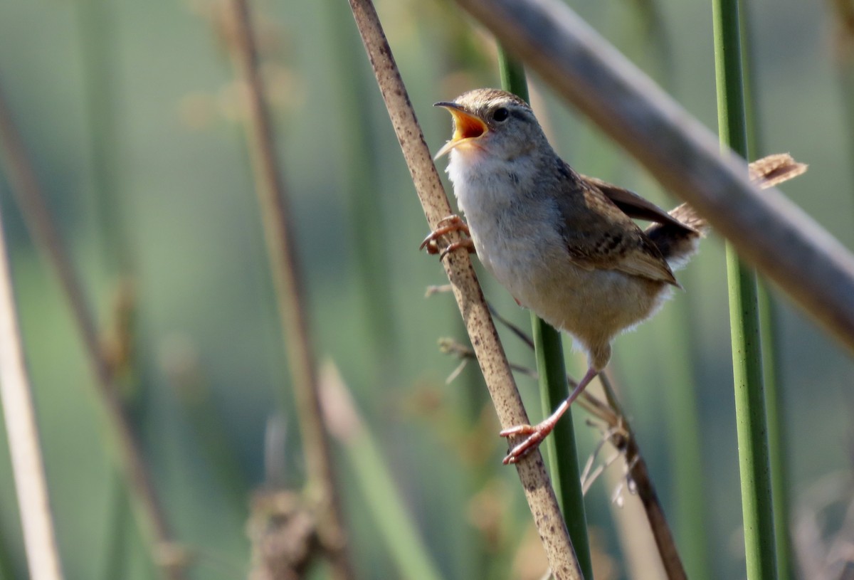 Marsh Wren - ML636919339