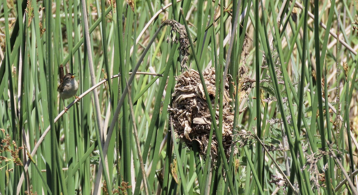 Marsh Wren - ML636919352