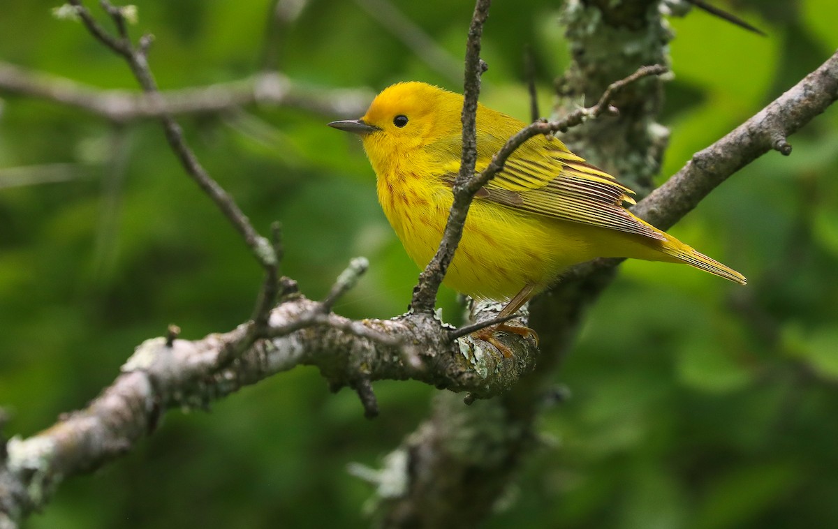 Northern Yellow Warbler - ML636919353