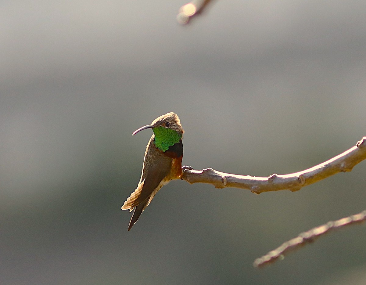 Wedge-tailed Hillstar - ML636919416