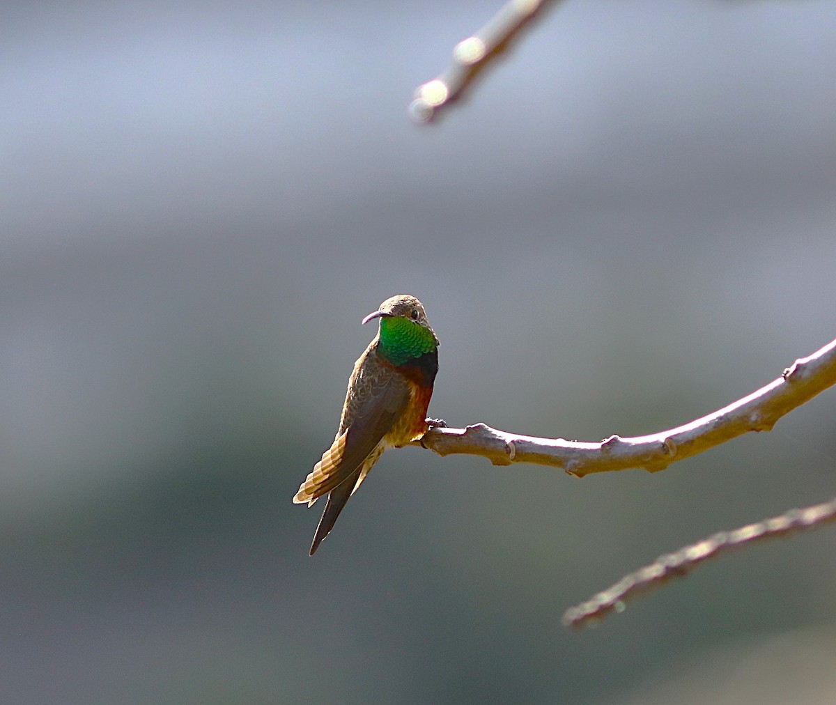 Wedge-tailed Hillstar - ML636919417