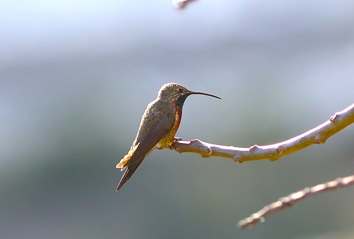 Wedge-tailed Hillstar - ML636919418