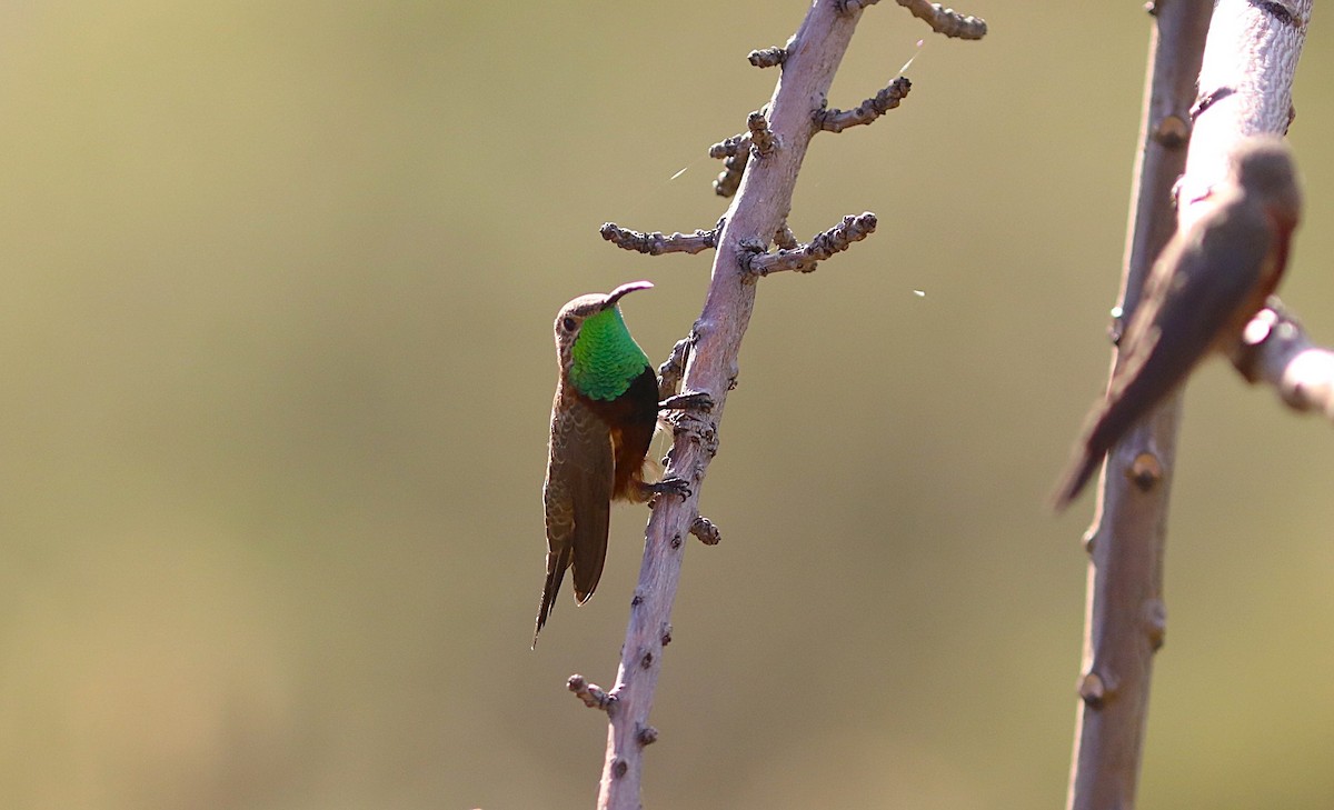 Wedge-tailed Hillstar - ML636919419