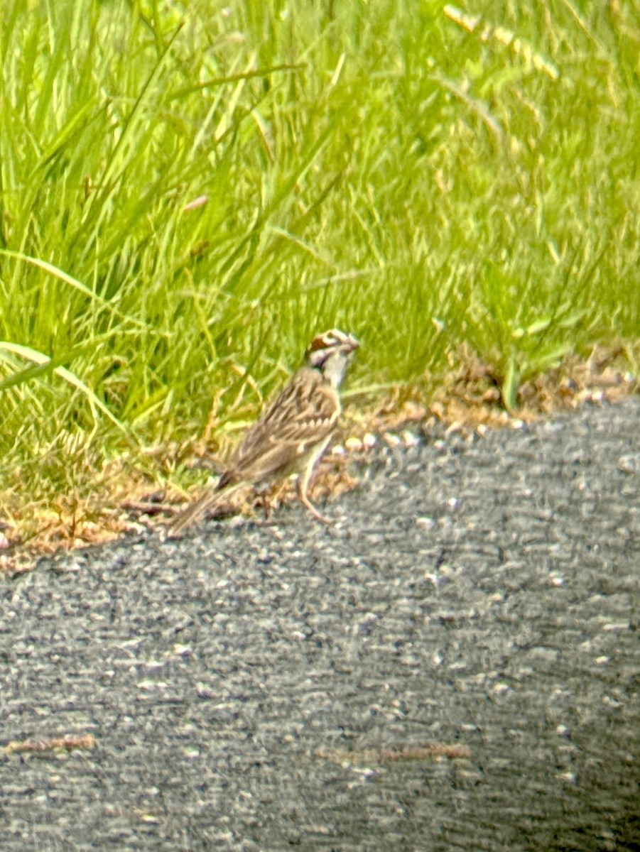 Lark Sparrow - ML636919429